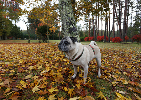 ゴルフ場の紅葉も見頃。芝生に散った葉っぱがいい感じですね。